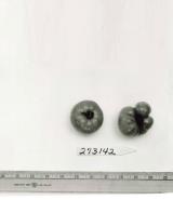 Click for 1 image(s) for this accession. FRUIT